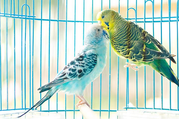 テフロン加工のフライパン インコ